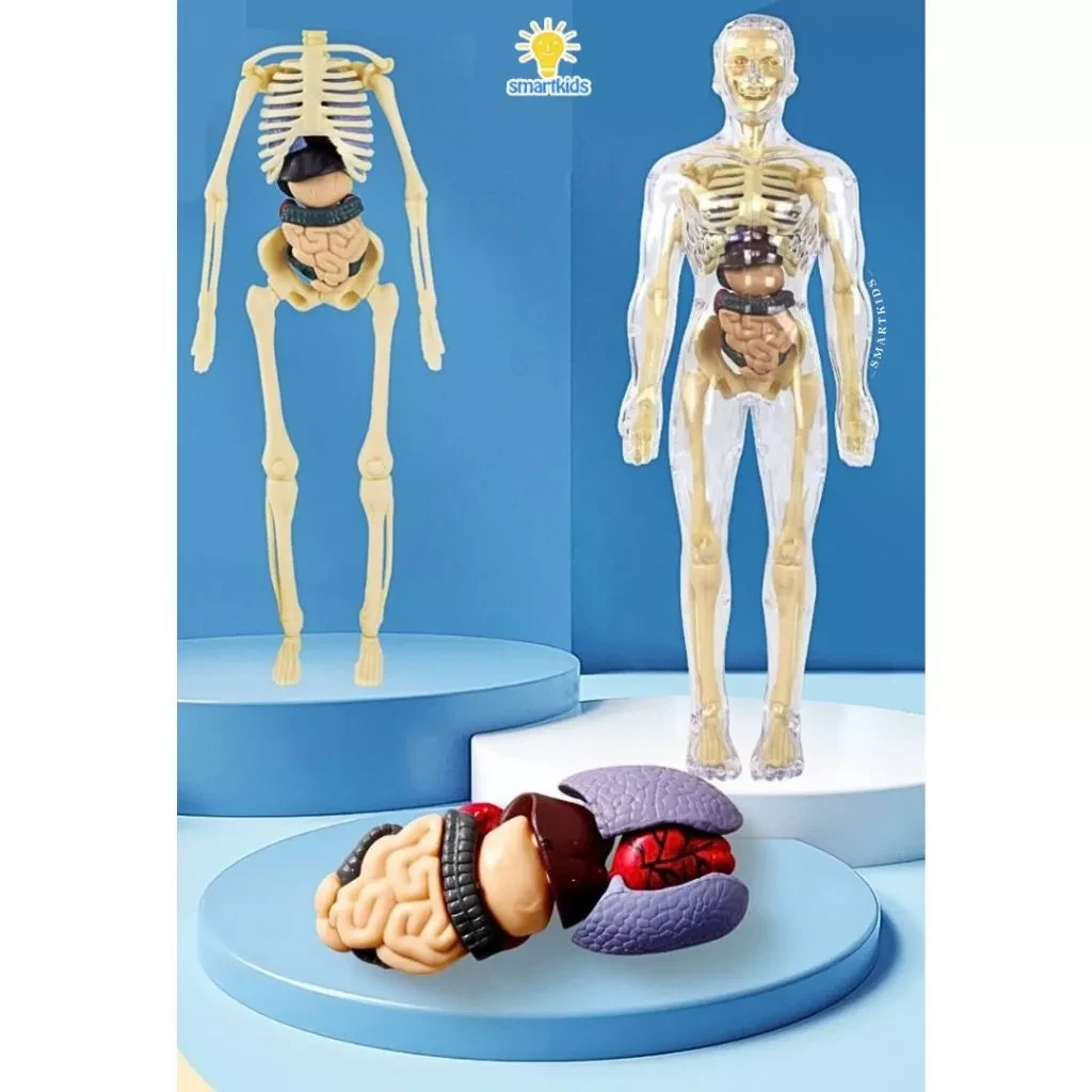 Juguete rompecabezas modelo 3D cuerpo humano educación niños ciencia aprendizaje anatomía cuerpo huesos órgano ciencia STEM arreglo bricolaje