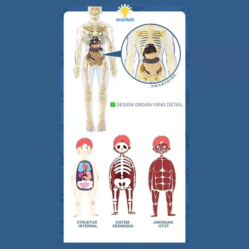 Juguete rompecabezas modelo 3D cuerpo humano educación niños ciencia aprendizaje anatomía cuerpo huesos órgano ciencia STEM arreglo bricolaje