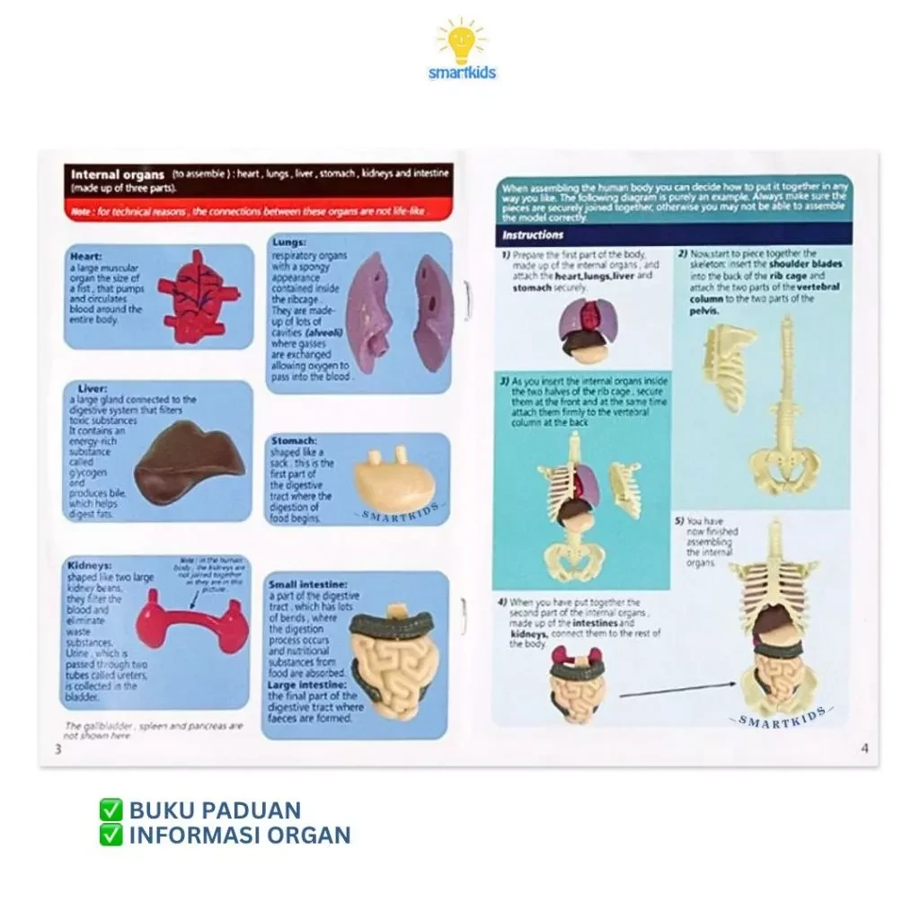 Juguete rompecabezas modelo 3D cuerpo humano educación niños ciencia aprendizaje anatomía cuerpo huesos órgano ciencia STEM arreglo bricolaje