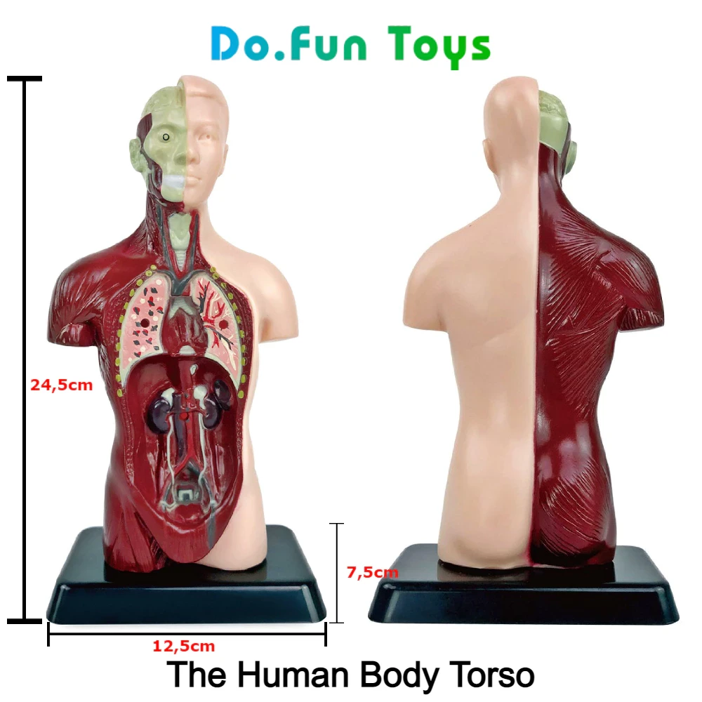 Juguetes educativos Cuerpo humano Torso / Anatomía / Esqueleto / Órganos humanos / Juguetes educativos Accesorios de anatomía del cuerpo humano / Cráneo de juguete humano