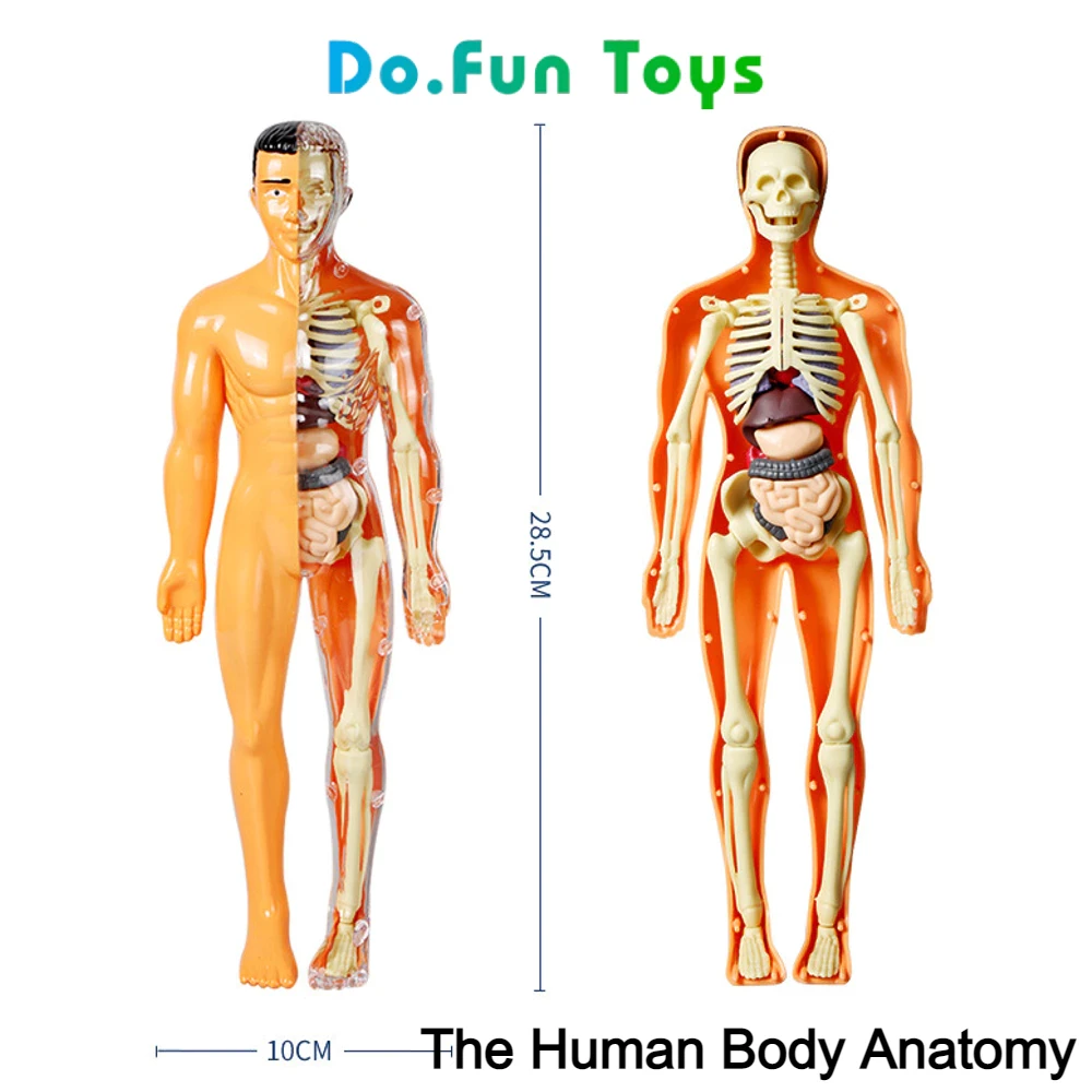 Juguetes educativos Cuerpo humano Torso / Anatomía / Esqueleto / Órganos humanos / Juguetes educativos Accesorios de anatomía del cuerpo humano / Cráneo de juguete humano