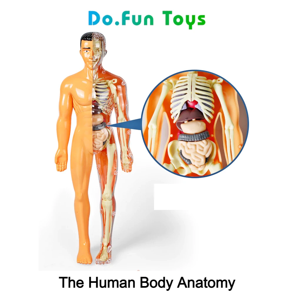 Juguetes educativos Cuerpo humano Torso / Anatomía / Esqueleto / Órganos humanos / Juguetes educativos Accesorios de anatomía del cuerpo humano / Cráneo de juguete humano
