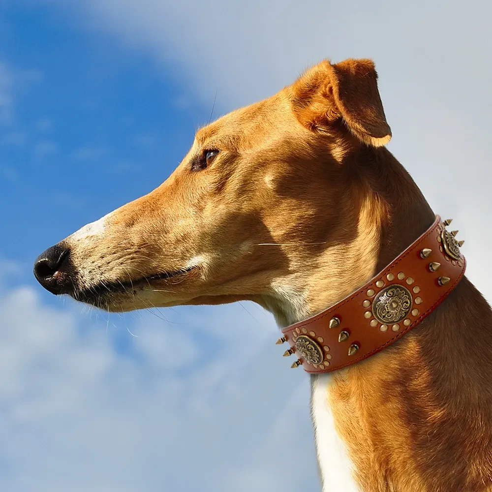 Leather Dog Collar