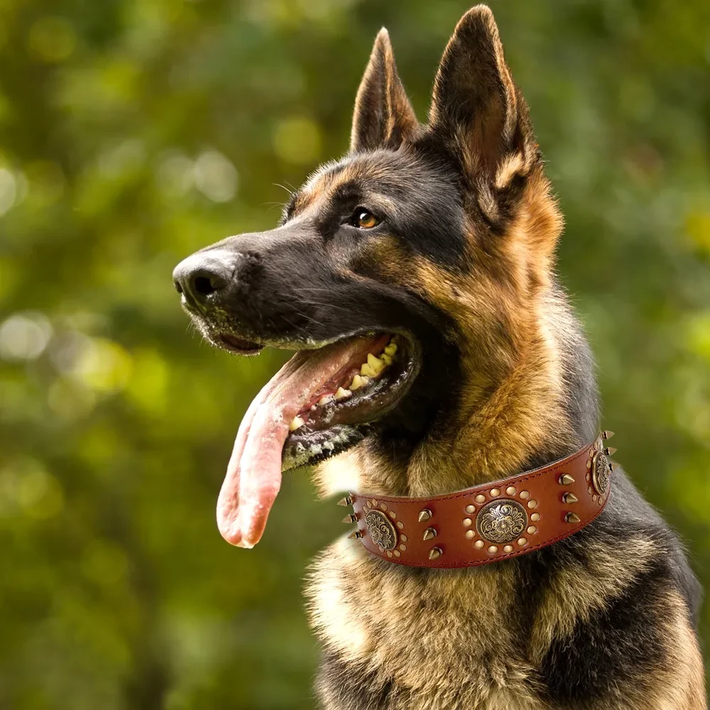 Leather Dog Collar