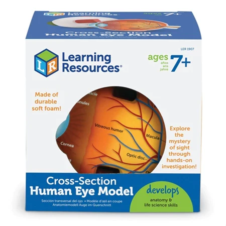 Recursos de aprendizaje Modelo de ojo humano de sección transversal