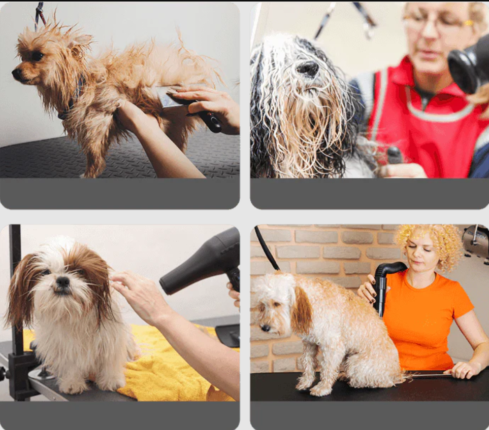 Pet Hair Dryer 2-In-1/with Slicker Brush