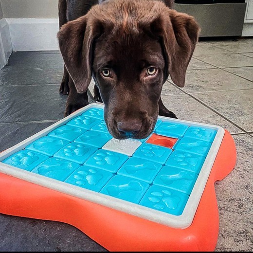 Juguete intelectual con comida oculta para perros
