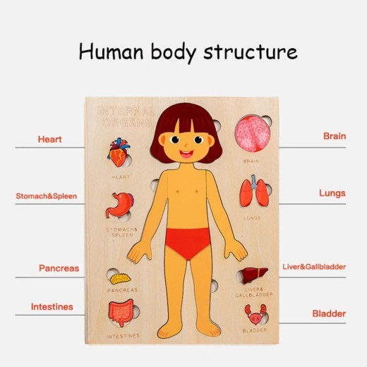 Juguetes Montessori de madera para niños, rompecabezas de órganos del cuerpo humano, juguete educativo, actividades de aprendizaje para preescolar y jardín de infantes, tablero de actividades.