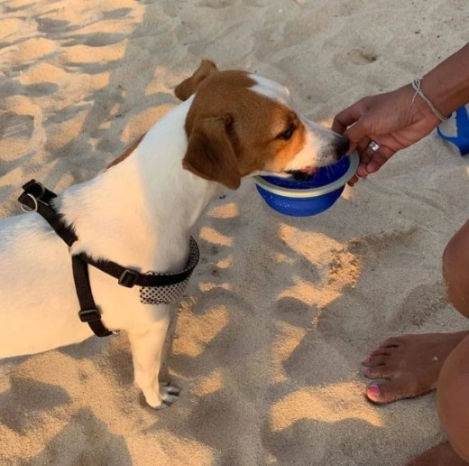 Bolsa de basura con hervidor de cuerda de tracción para mascotas
