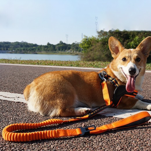 Correa de tracción reflectante retráctil con cuerda de sujeción para mascotas