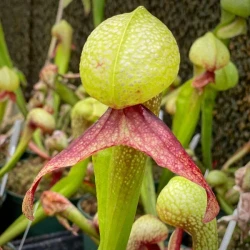Darlingtonia californica grande