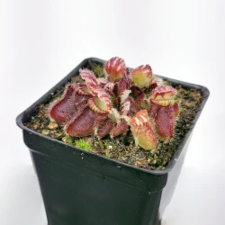 Cephalotus follicularis - Planta carnívora australiana