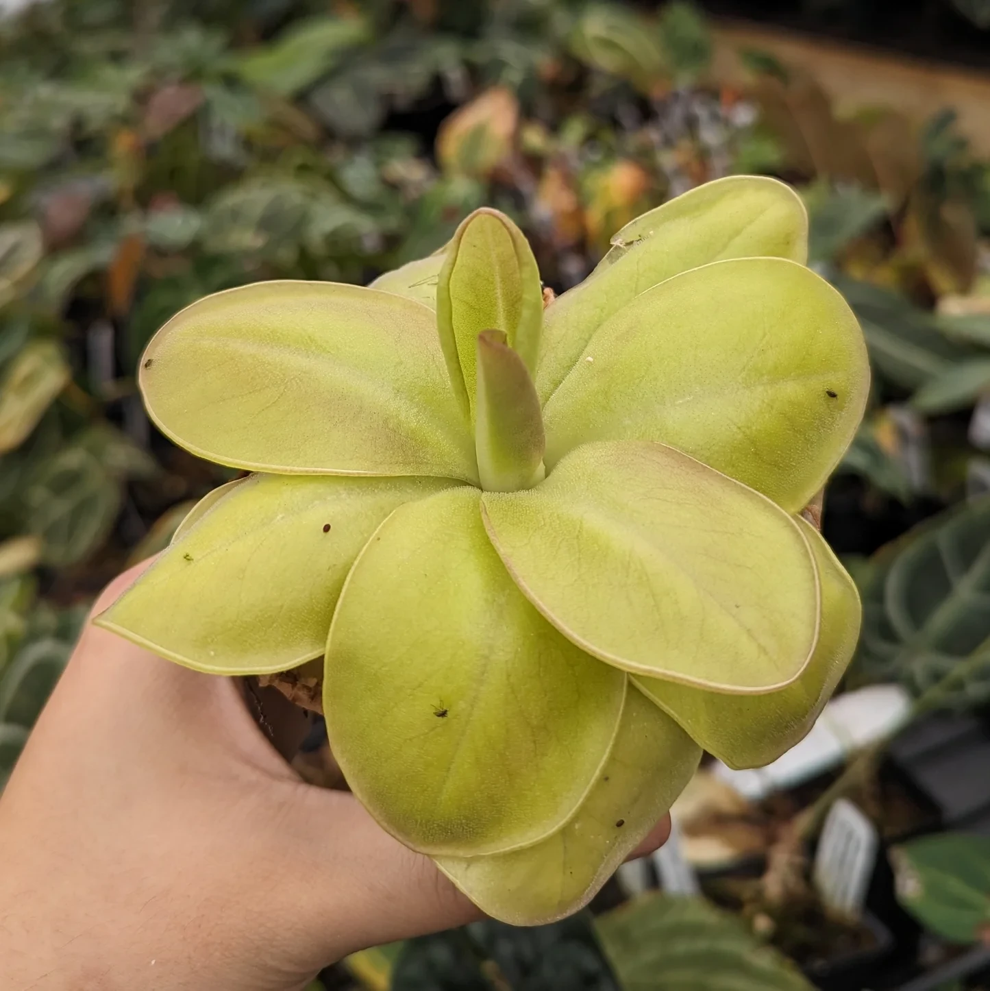 Pinguicula moranensis 'Superba' - Butterwort mexicano