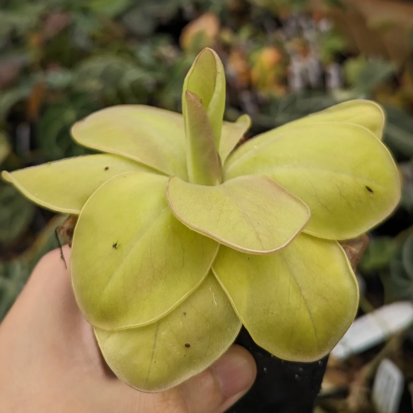 Pinguicula moranensis 'Superba' - Butterwort mexicano