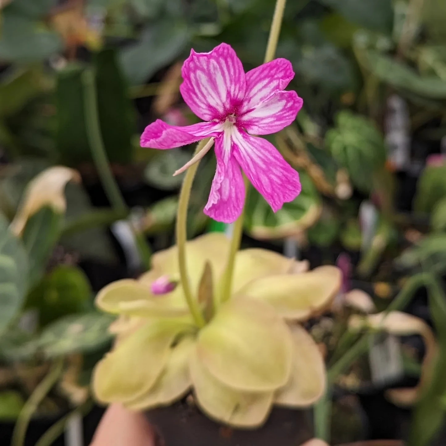 Pinguicula moranensis 'Superba' - Butterwort mexicano