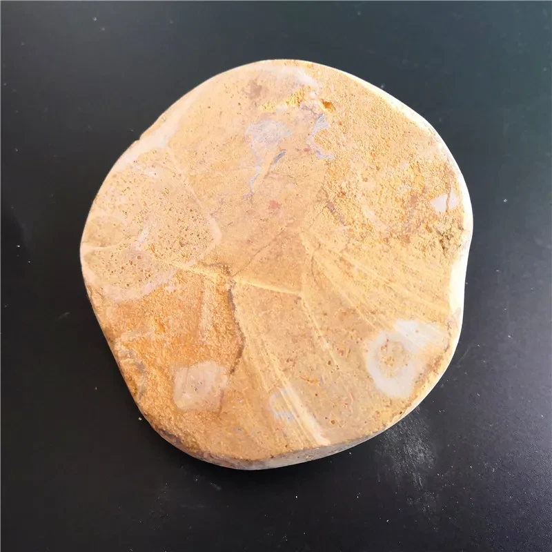 Ejemplar fósil de erizo de mar natural en piedra cruda