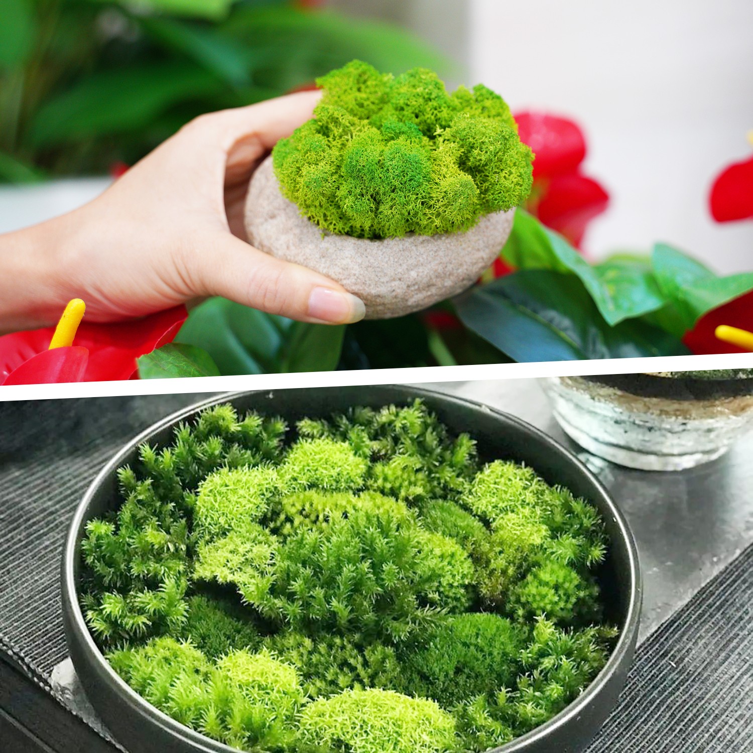 Plantas verdes artificiales Musgo de vida eterna