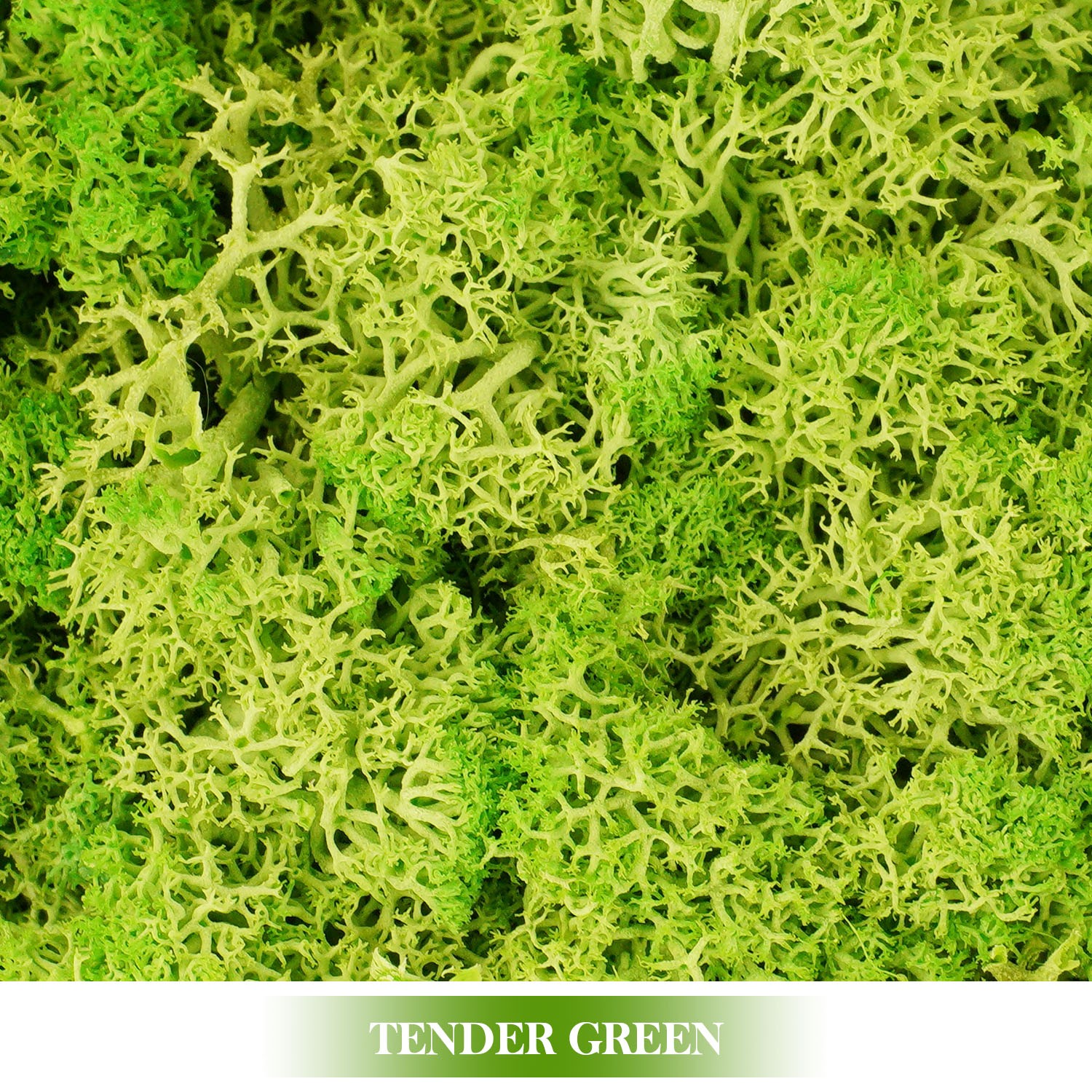 Plantas verdes artificiales Musgo de vida eterna