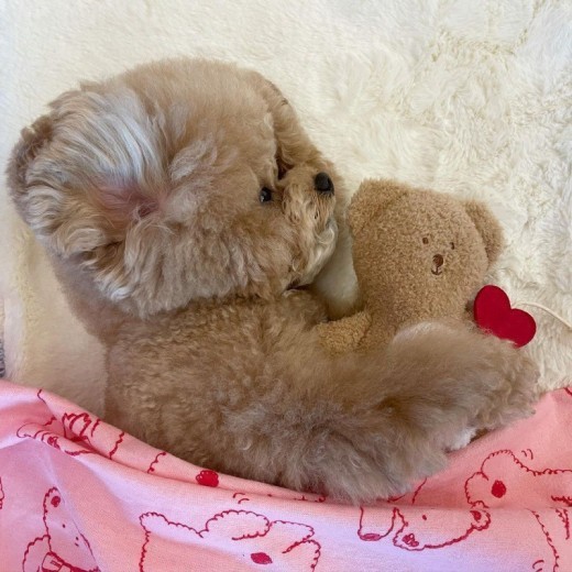 Juguete de oso de comida tibetana Pocket Love para perro durmiendo