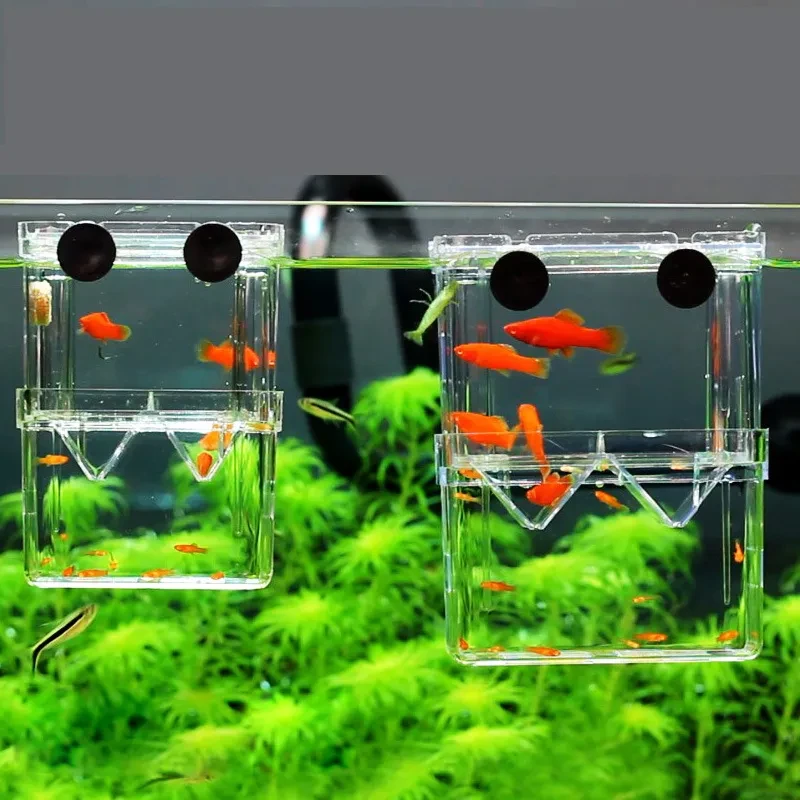 Caja de eclosión de peces juveniles de acrílico para pecera