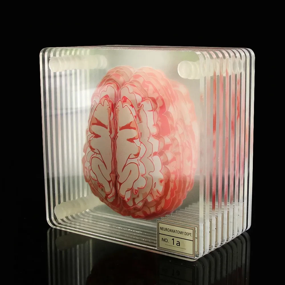 Posavasos acrílicos con forma de cerebro floral creativo, recuerdos de fiesta