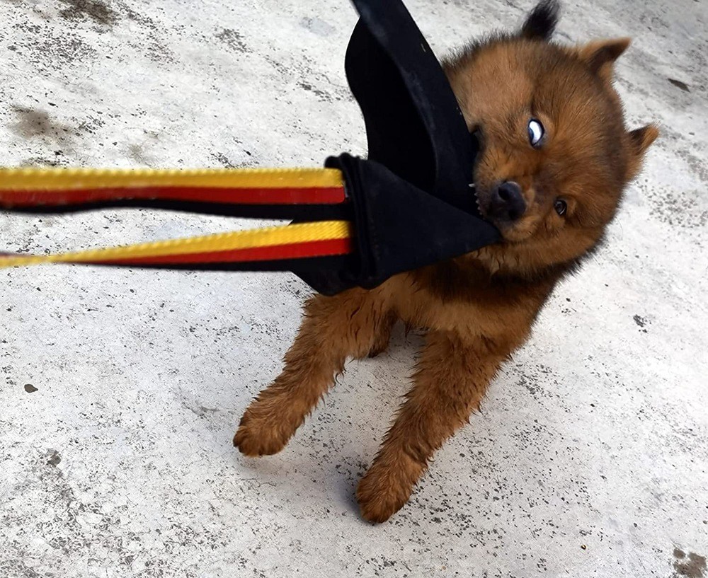 Juguete interactivo para perros con mordedura de caballo loco, tela para morder, suministros de entrenamiento para perros, mordedura de piel de vaca