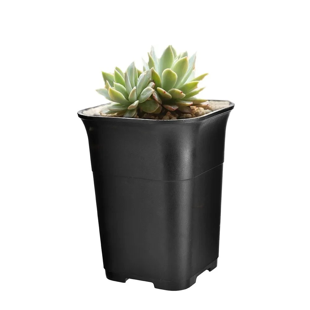 Pot Plants Bulk