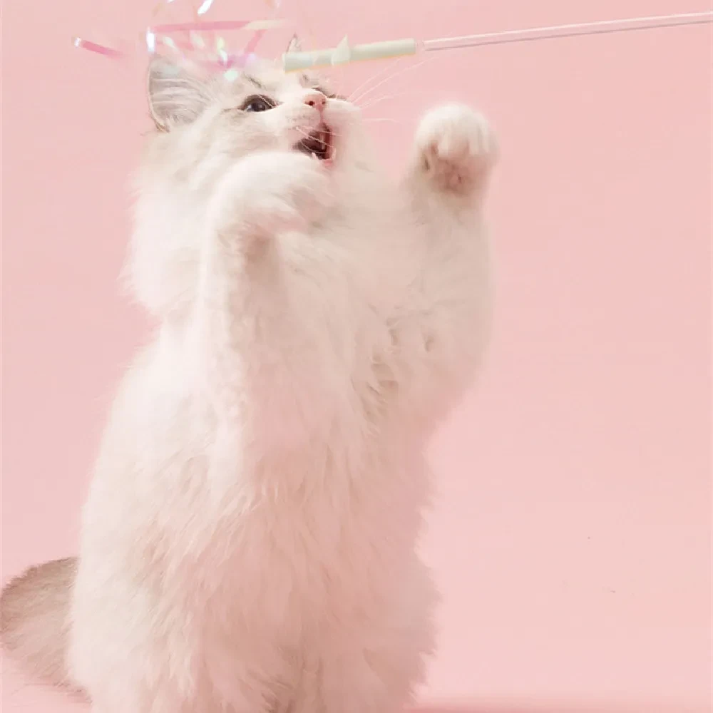 Cat Teaser