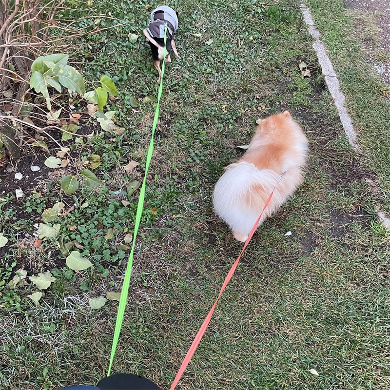 Double Dog Lead
