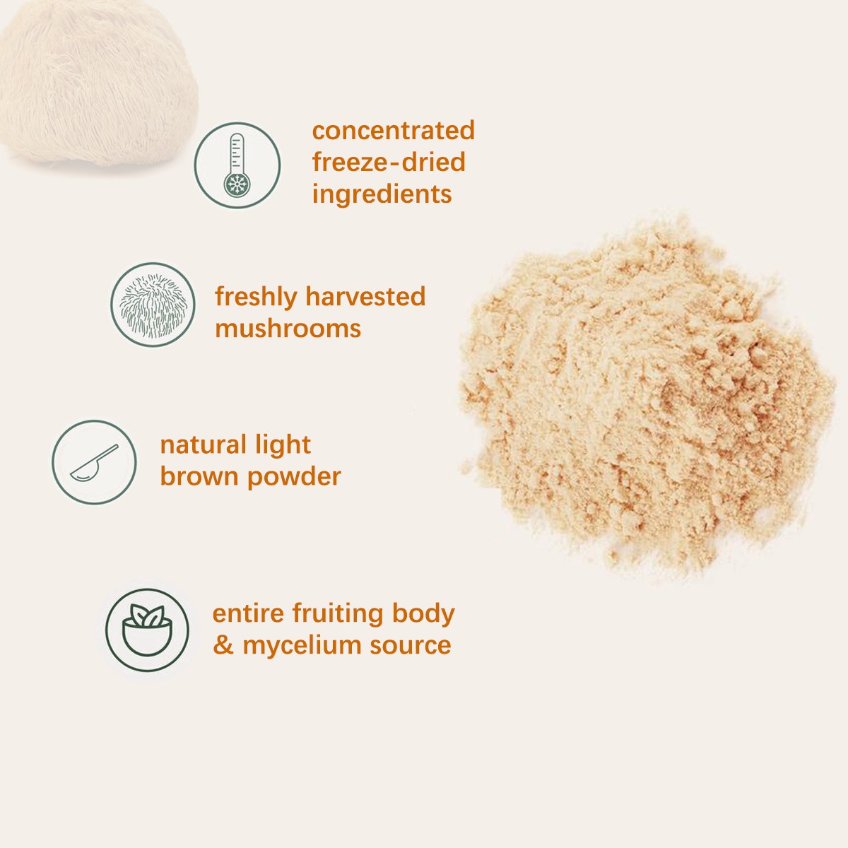 Lion’s Mane Powder – Organic Brain & Nerve Health Support