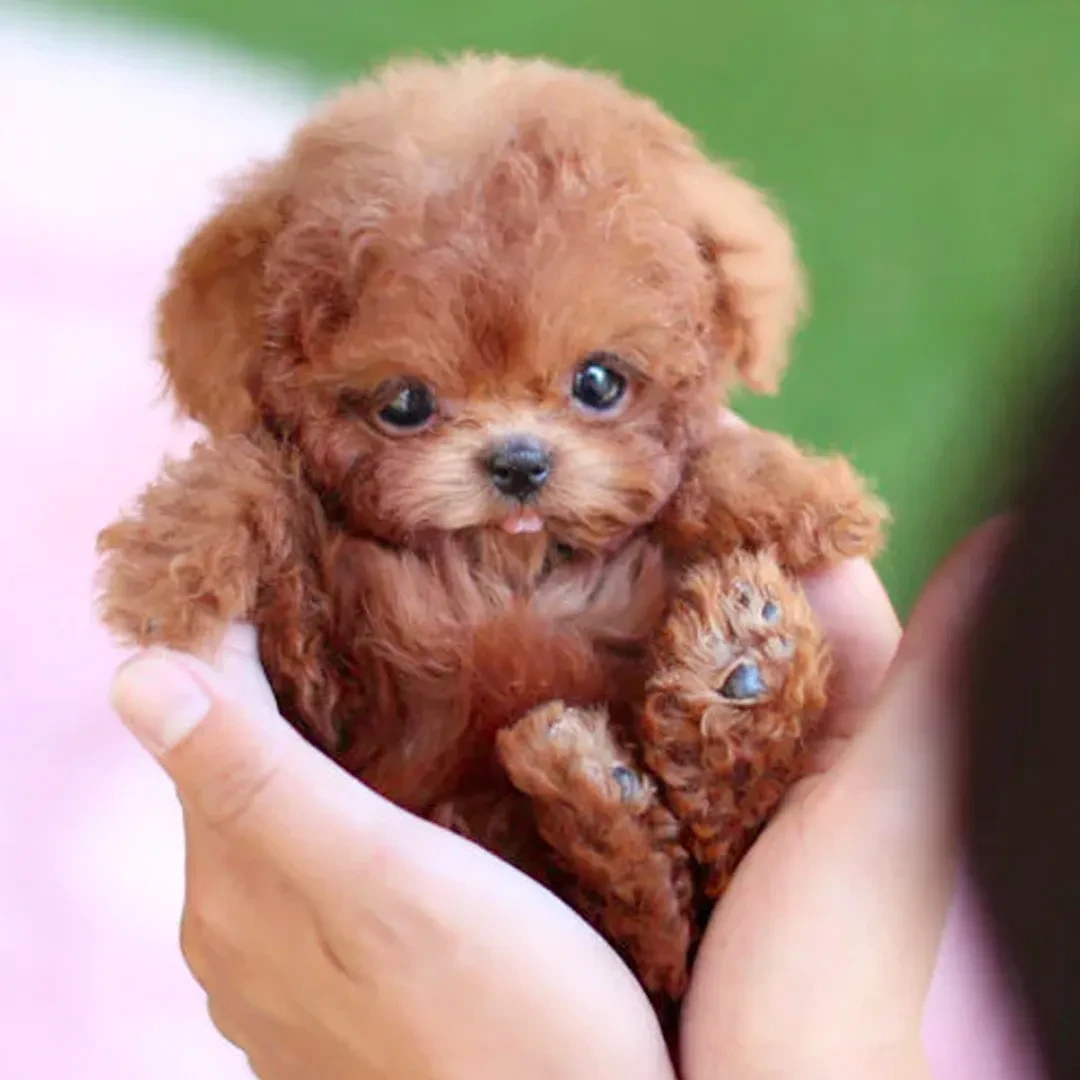Robot Puppy