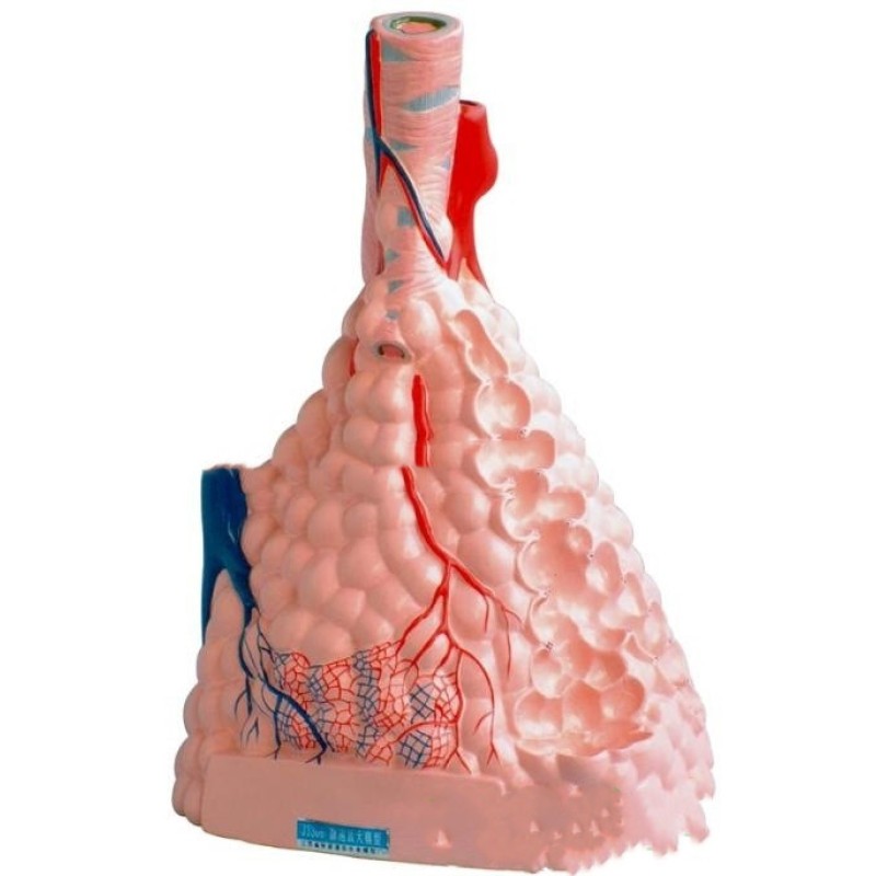 The Tissue Structure Of The Lungs In An Enlarged Model Of Alveoli
