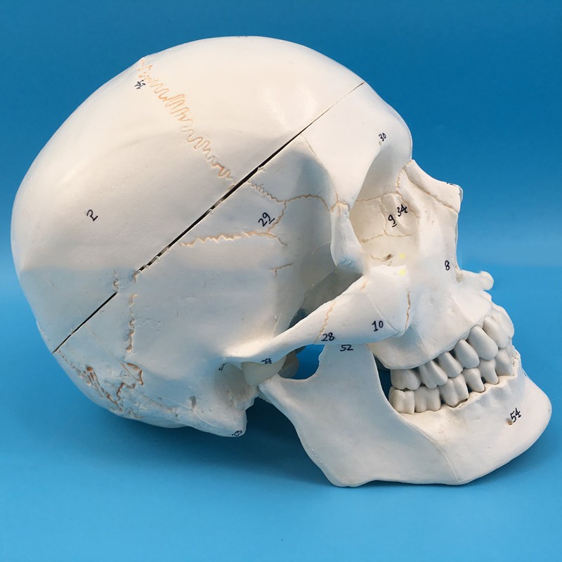 One-To-One Medical Simulation Human Skull Model