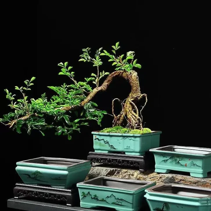 Bonsai Pots For Sale NZ