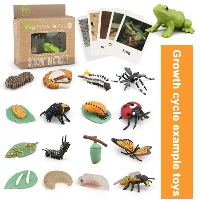 Color: Coffee - Montessori Life Cycle Animal Figures With Flash Cards Educational Matching Game Creative Biology Model Learning Teaching Aids