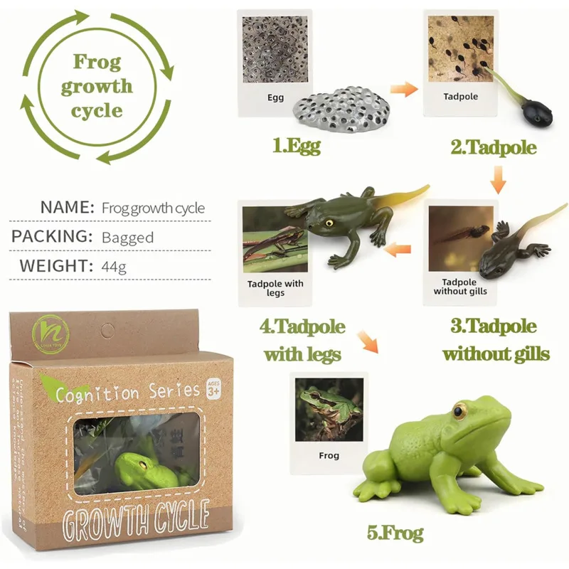 Color: Coffee - Montessori Life Cycle Animal Figures With Flash Cards Educational Matching Game Creative Biology Model Learning Teaching Aids