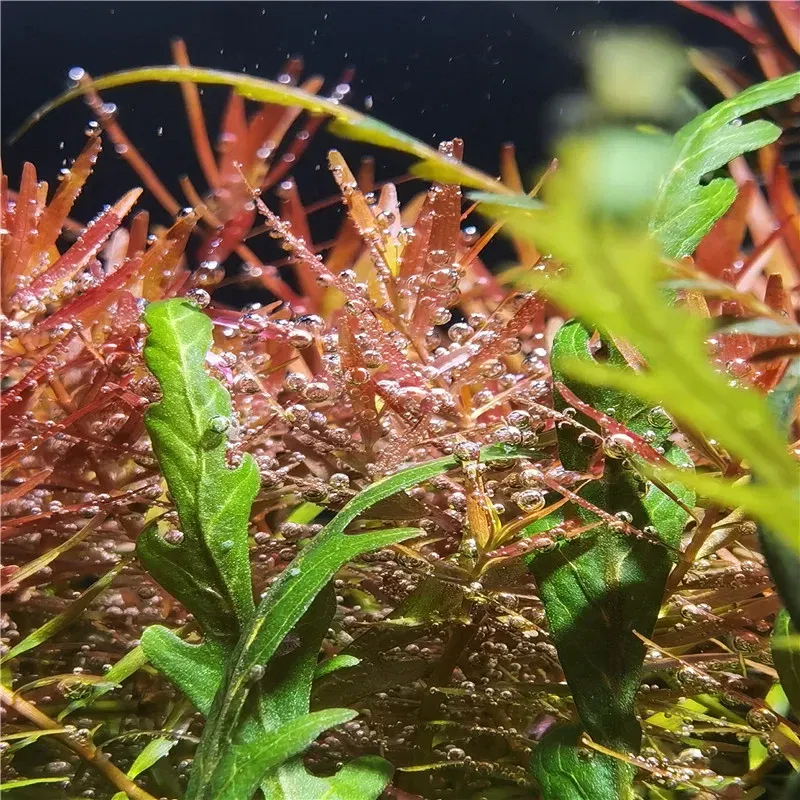 Color: Green - New Aquarium LED Water Grass Lamp WRGB Full Spectrum Explosive Algae Downlight for Native Stream Fish Tank 8500K 25/35/65W