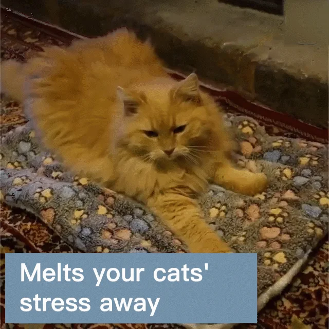 (🎁2023-Christmas Hot Sale🎁)🔥 Cosy Calming Cat Blanket