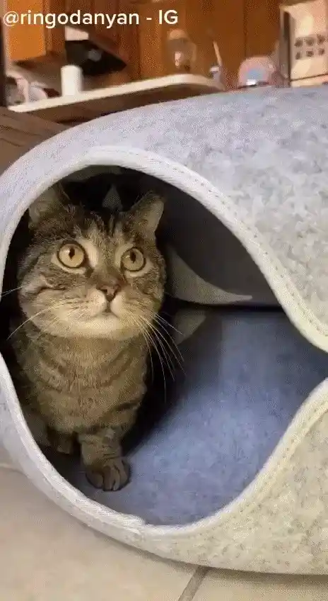 9 Reasons Why This Donut Tunnel Bed Is On Every Cat Parent's 2024 Wishlist