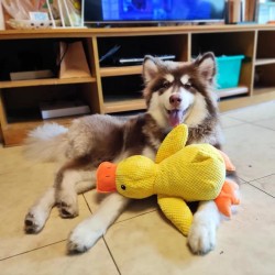 Calming Duck Quack-Quack Duck Dog Toy