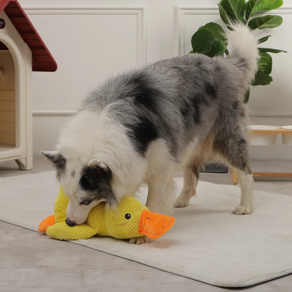 Calming Duck Quack Quack Duck Dog Toy