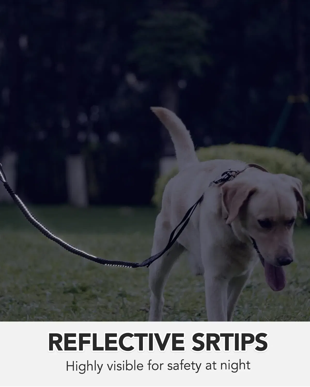 Color: PURPLE - Heavy Duty Dog Leash with Elastic Bungee for Medium & Large Dogs - Shock Absorption & Safety Clip Included