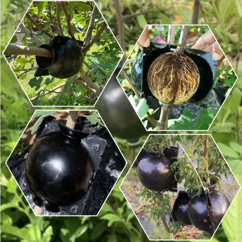 Color: black - 6pc Plant Rooting Ball S-l High Pressure Graft Breeding Case Nursery Box Propagation Plant Root Pot Garden Accessories