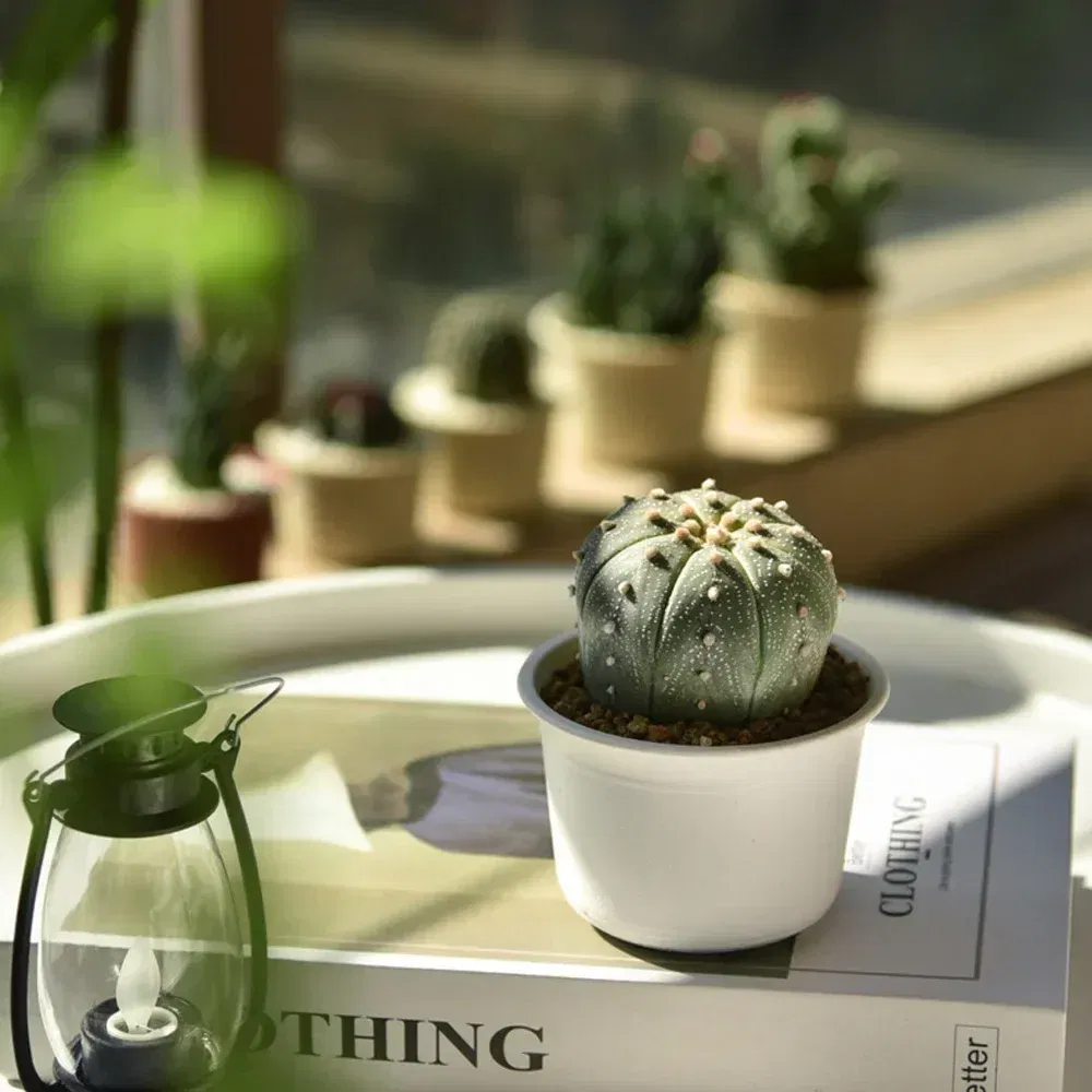 Color: WHITE, Sheet Size: Giant - OIMG Plastic Round Thick Imitation Ceramic Household Indoor Planting Fleshy Green Fruit and Vegetable Resin Plastic Flower Pot