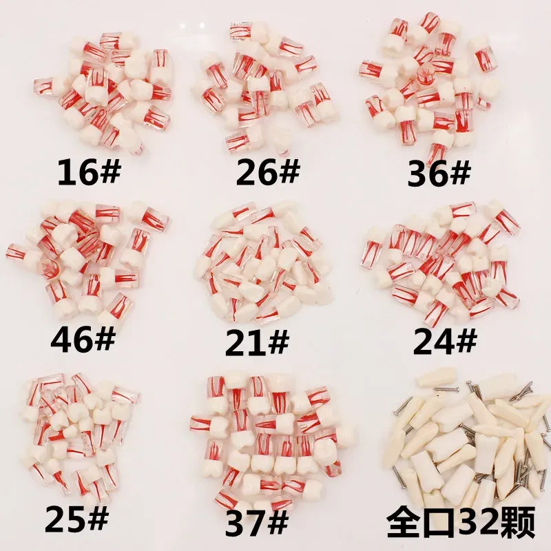 Color: Light Purple - 10Pc Dental Tooth Model Endodontic Root Canal Block RCT Practice Pulp Cavity Dentistry Replace Resin Teeth Endo Training Student