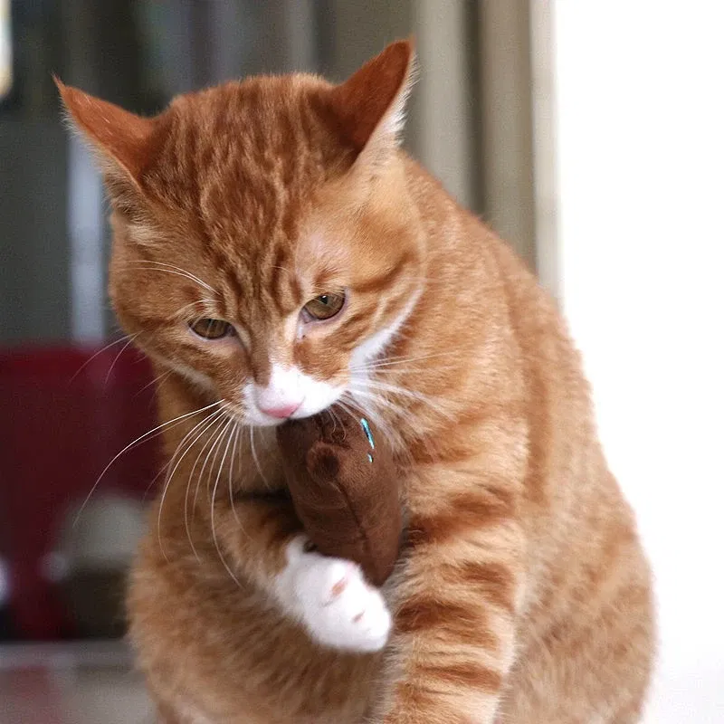 Color: GRAY, Ships From: CHINA - 2022 Catnip Toys Funny Interactive Plush Teeth Grinding Cat Toy Kitten Chewing Toy Claws Thumb Bite Cat Mint Pets Accessories