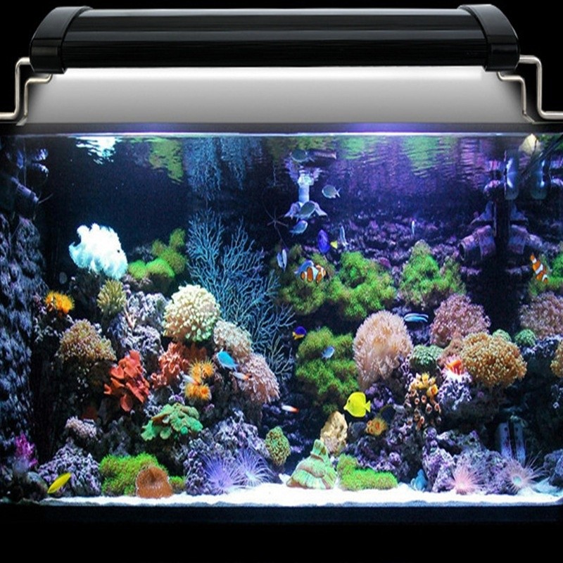 Fish Tank Lights NZ