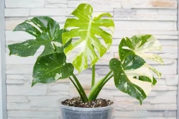 Monstera Thai Constellation - Rare Houseplant with stunning variegation