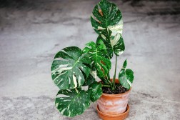 Monstera Thai Constellation - Rare Houseplant with stunning variegation