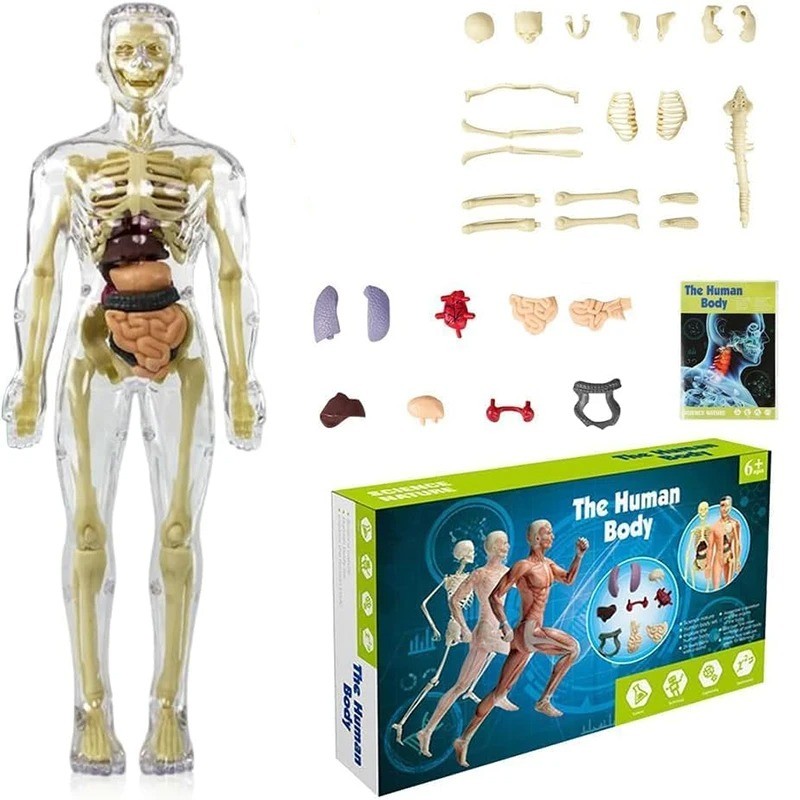 Human Body Assembly Toy